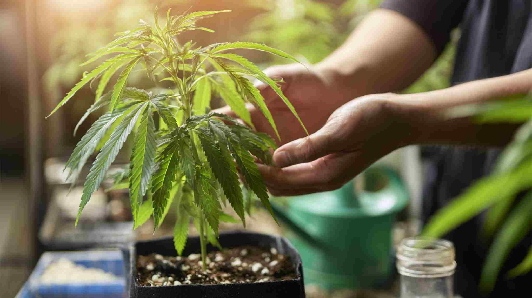 Best soil to grow weed