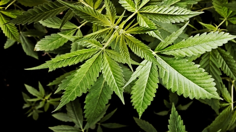 Protect your weed plants from animals