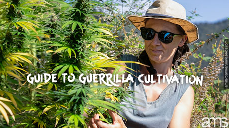 guide to guerrilla cultivation