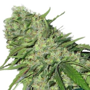 CBDoc ® feminized marijuana seeds