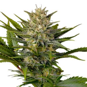 Skunk Supreme feminized marijuana seeds