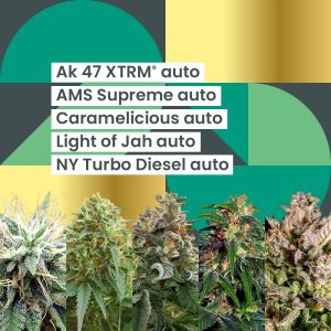 AMS Autoflower - 25th Anniversary Combo