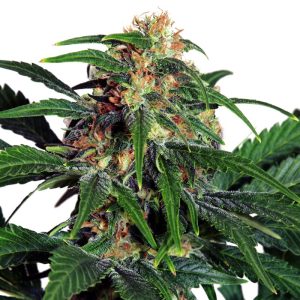 Light of Jah Feminized Seeds