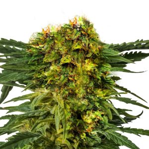 Buy Wedding Cake strain seeds - Elevate The Experience