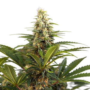 Bonbon D'Amour Feminized Seeds - Unique Flavor