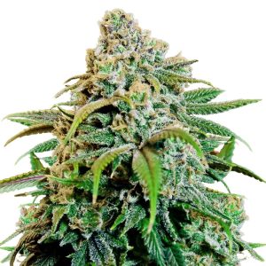 Happy Haze Feminized Seeds - Strong Euphoric Effects