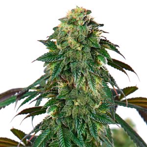 Buy Lava Cake Feminized Marijuana Seeds from AMS