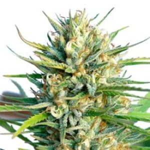 Lemon Ice Regular Marijuana Seeds