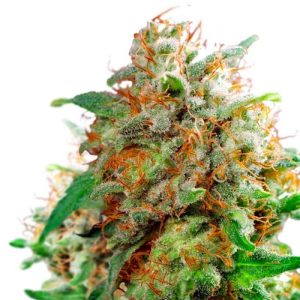 Waikiki Queen Feminized Seeds - Smile All Day