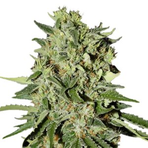 White Widow Feminized Seeds