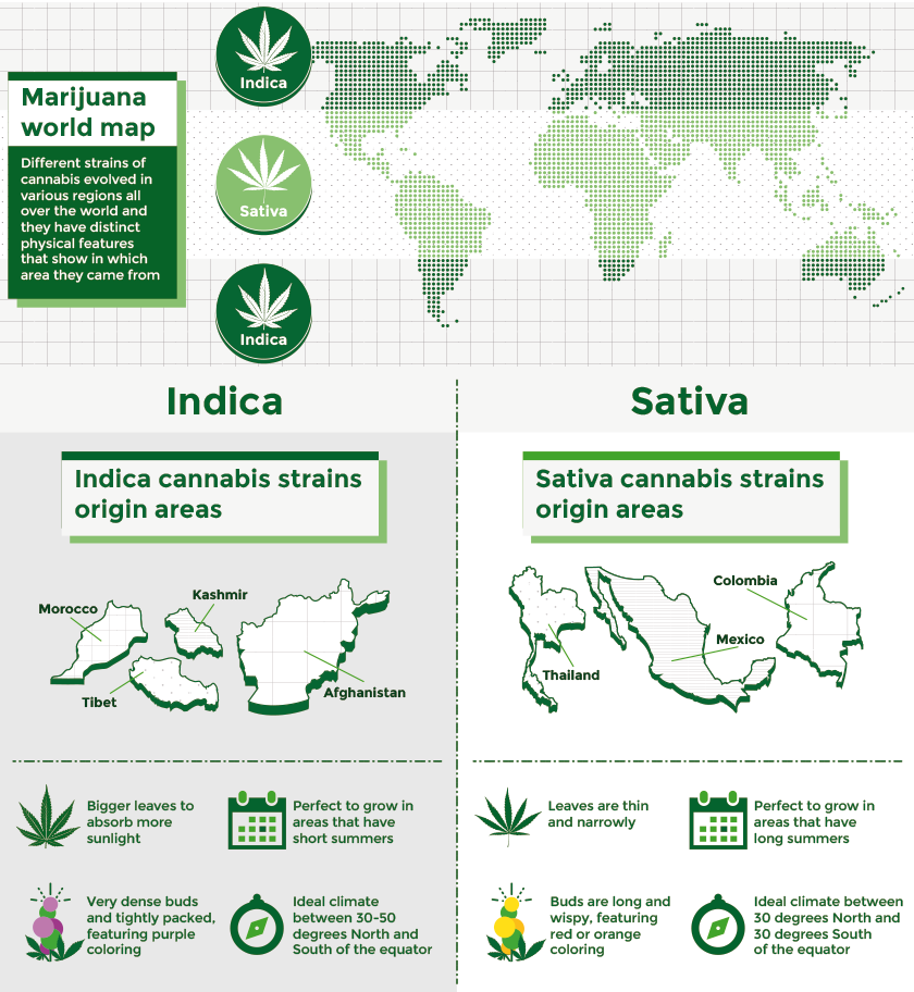 Indica Sativa Comparison