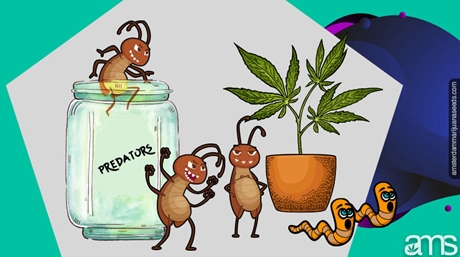 Leaf Miners on Cannabis Plants