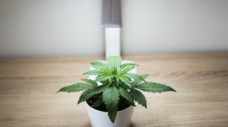 Indoor cannabis plant